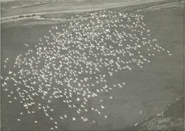 Oiseaux - Flamants Roses - Camargue - Flamingos - CPM - Voir Scans Recto-Verso - Birds