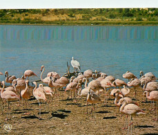 Oiseaux - Flamants Roses - Flamingos - CPM - Voir Scans Recto-Verso - Vögel