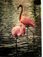 Oiseaux - Flamants Roses - Flamingos - CPM - Voir Scans Recto-Verso - Vögel