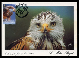 GIBRALTAR (2024) Carte Maximum Card - Birds Of Prey - Red Kite, Milvus Milvus, Milan Royal, Rotmilan, Milano Real - Gibraltar