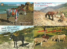 LOT 9 CPSM/CPM + 1 MINI PHOTO ANES - Donkeys