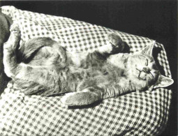 Animaux - Chats - CPM - Voir Scans Recto-Verso - Cats