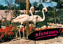 Oiseaux - Flamants Roses - Sigy Le Chatel - Jardin Zoologique Du Gué Gallet - Flamingos - CPM - Voir Scans Recto-Verso - Vögel