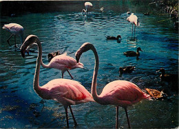 Oiseaux - Flamants Roses - Flamingos - CPM - Voir Scans Recto-Verso - Birds