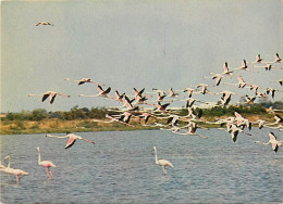 Oiseaux - Flamants Roses - Camargue - Flamingos - CPM - Voir Scans Recto-Verso - Vögel