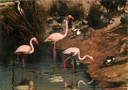 Oiseaux - Flamants Roses - Camargue - Flamingos - CPM - Voir Scans Recto-Verso - Vögel