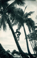 CPA Togo - Lomé - Cueillette Des Noix De Coco - Togo