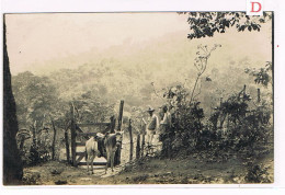 Rare Carte Photo. Mexique. San Patricio. Entrée Du Cafétal Du Sampallo. Mr P.Valéra Et Mr Hocquart.  (003) - Culturas