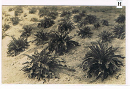Rare Carte Photo. Mexique. San Patricio. Valériane Mexicaine. (005) - Cultivation