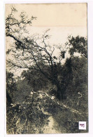 Rare Carte Photo. Mexique. Plantation De Café De San Patricio. Un Roble Négro. Voir Au Verso. (025) - Cultures