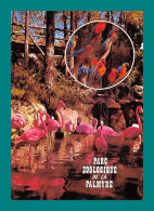 17 Zoo De La Palmyre Flamants Roses Et Perroquets - Vögel