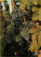 Vignes - Vendanges Bordelaises - Les Beaux Raisins Sur Le Pied De Vigne Avant La Vendange - CPM - Voir Scans Recto-Verso - Viñedos