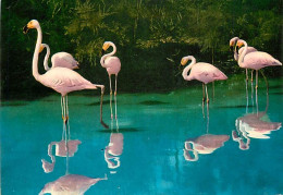 Oiseaux - Flamants Roses - Camargue - Flamingos - CPM - Voir Scans Recto-Verso - Vögel