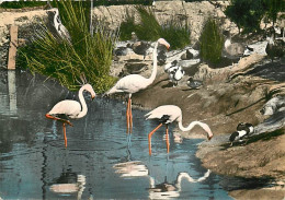 Oiseaux - Flamants Roses - Camargue - Flamingos - CPM - Voir Scans Recto-Verso - Vögel