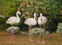 Oiseaux - Flamants Roses - Flamingos - CPM - Voir Scans Recto-Verso - Vögel