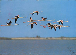 Oiseaux - Flamants Roses - Camargue - Flamingos - CPM - Voir Scans Recto-Verso - Vögel