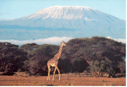 Carte Double Girafe - Kilimanjaro (Tanzanie) - Girafes