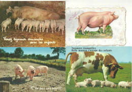 LOT 4 CPA/CPM COCHONS - Schweine