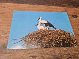 Postcard - Birds       (V 38063) - Vögel