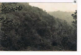 Rare Carte Photo. Mexique. Plantation De Café De San Patricio. Le Canal De La Turbine III. (043) - Cultivation