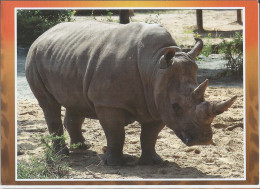 Czech Republic Rhino - Neushoorn