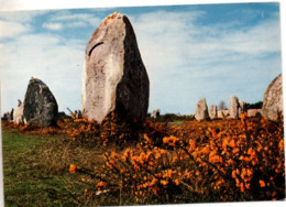 Menhirs Dans La Lande Fleurie - Bretagne