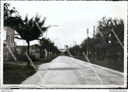 Au331 Bozza Fotografica Arqua' Polesine Provincia Di Rovigo - Rovigo