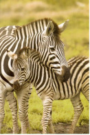 Carte Double World Children's Fund - Zèbres - Zebra's