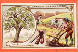 24826 / ♥️ Chromo Chocolat GUERIN-BOUTRON ◉ ERABLE Arbre Armuriers Lutiers ◉ PARIS Rue MAROC Poissonniere St-Sulpice - Guerin Boutron