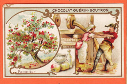 24824 /⭐ Chromo Chocolat GUERIN-BOUTRON ◉ POMMIER Arbre Famille Rosacées Cidre ◉ PARIS Rue MAROC Poissonniere St-Sulpice - Guerin Boutron