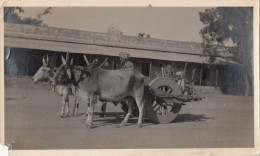 INDIA - Jaipur 1925 - The Bullock Cart - Asia