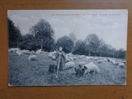 Laeken: Au Parc Royal, Troupeau De Moutons --> Onbeschreven - Laeken