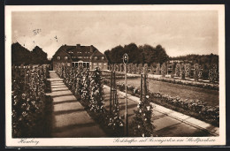 AK Hamburg-Winterhude, Parkkaffee Mit Rosengarten Am Stadtparksee  - Winterhude