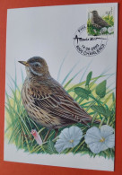 Carte Maximum Oiseaux De Buzin Pipit Farlouse 14.06.2003 - 1985-.. Pájaros (Buzin)