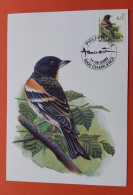 Carte Maximum Oiseaux De Buzin Pinson Du Nord 14.06.2003 - 1985-.. Uccelli (Buzin)