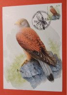 Carte Maximum Oiseaux De Buzin Faucon Crecerelle 29.01.2007 Rapace - 1985-.. Uccelli (Buzin)