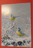 Carte Souvenir Oiseaux De Buzin " Les Petites Bleues " - 1985-.. Birds (Buzin)