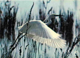 Animaux - Oiseaux - Aigrette Garzette - Oiseaux Des Marais - CPM - Carte Neuve - Voir Scans Recto-Verso - Vögel