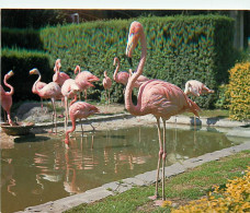 Oiseaux - Flamants Roses - Zoo D'Anvers - Antwerpen - Antwerp - Flamingos - CPM - Voir Scans Recto-Verso - Vögel