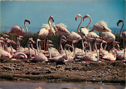 Oiseaux - Flamants Roses - Camargue - Flamingos - CPM - Voir Scans Recto-Verso - Vögel