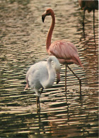 Oiseaux - Flamants Roses - Camargue - Flamingos - CPM - Voir Scans Recto-Verso - Vögel