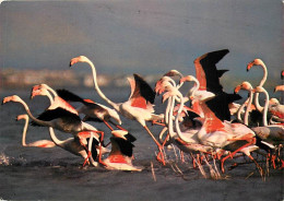 Oiseaux - Flamants Roses - Camargue - Flamingos - CPM - Voir Scans Recto-Verso - Vögel