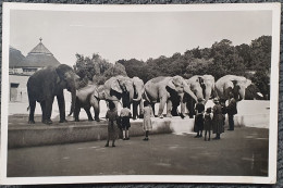 1958. Tierpark Hellabrunn. Elefantenhürde. Echtes Foto. - Muenchen