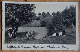 Luftkurort Eupen - Vaches - Kühe - Plan Inhabituel - Photo Maria Wintgens  Eupen - 1936 - (n°29089) - Eupen