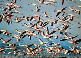 Oiseaux - Flamants Roses - Camargue - Flamingos - CPM - Voir Scans Recto-Verso - Vögel