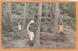 Sri Lanka Ceylon 1908 Postcard - Sri Lanka (Ceylon)