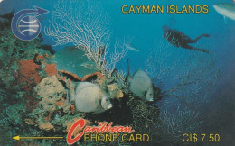 PHONE CARD CAYMAN ISLAND  (E83.16.4 - Isole Caiman