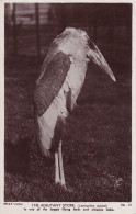 INDE(TYPE) ADJUDANT STORK(OISEAU) - India