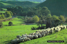 1 AK Neuseeland * Waikato Region Auf Der Nordinsel - Wird Auch Sheep Country Genannt * - Nieuw-Zeeland