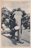 INDE(TYPE) ELEPHANT - Indien